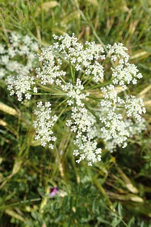 Bunium bulbocastanum \ Gew�hnliche Erdkastanie, Knollen-K�mmel / Great Pignut, D Neuleiningen 15.6.2016