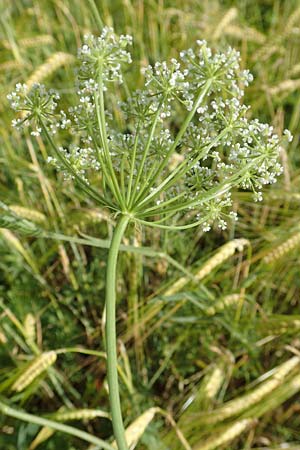 Bunium bulbocastanum \ Gew�hnliche Erdkastanie, Knollen-K�mmel / Great Pignut, D Neuleiningen 15.6.2016