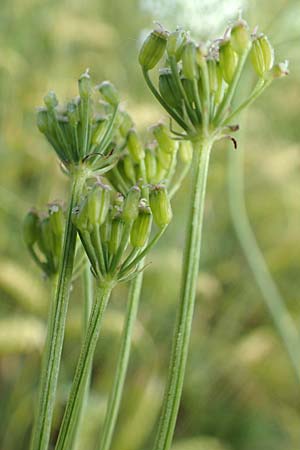 Bunium bulbocastanum \ Gew�hnliche Erdkastanie, Knollen-K�mmel / Great Pignut, D Neuleiningen 15.6.2016