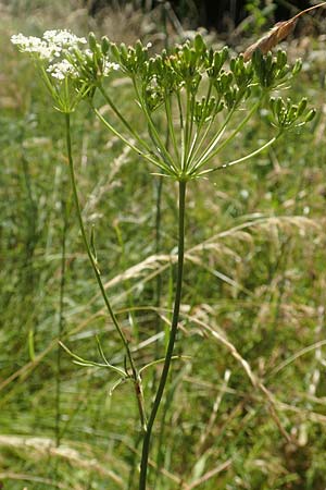 Bunium bulbocastanum \ Gew�hnliche Erdkastanie, Knollen-K�mmel / Great Pignut, D Weinheim an der Bergstra&szlig;e 18.6.2017