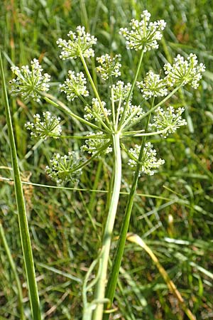 Bunium bulbocastanum \ Gew�hnliche Erdkastanie, Knollen-K�mmel / Great Pignut, D Weinheim an der Bergstra&szlig;e 19.6.2017