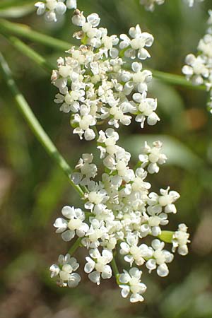 Bunium bulbocastanum \ Gew�hnliche Erdkastanie, Knollen-K�mmel / Great Pignut, D Weinheim an der Bergstra&szlig;e 19.6.2017