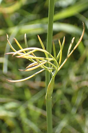 Bunium bulbocastanum \ Gew�hnliche Erdkastanie, Knollen-K�mmel / Great Pignut, D Weinheim an der Bergstra&szlig;e 19.6.2017