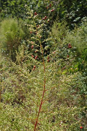 Artemisia scoparia \ Besen-Beifu� / Redstem Wormwood, Virgate Sagebrush, D Offenburg 13.9.2019