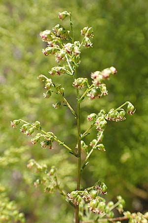 Artemisia scoparia, Besen-Beifu�