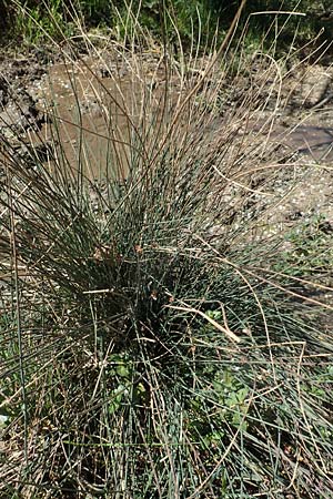 Juncus inflexus \ Blaugr�ne Binse / Hard Rush, D Neuleiningen 23.4.2020