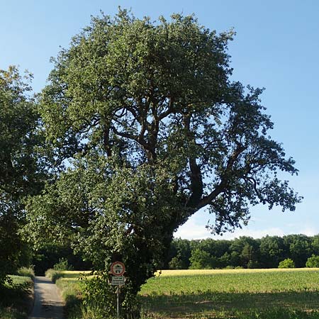 Pyrus communis \ Kultur-Birne / Pear, Village Pear, D Kraichgau,  Odenheim 27.5.2020