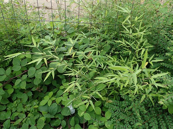 Phyllostachys bambusoides \ Gro&szlig;er Holz-Bambus / Giant Timber Bamboo, D Bochum 9.8.2021