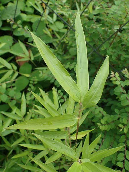 Phyllostachys bambusoides \ Gro&szlig;er Holz-Bambus / Giant Timber Bamboo, D Bochum 9.8.2021