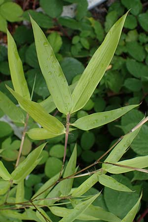 Phyllostachys bambusoides \ Gro&szlig;er Holz-Bambus / Giant Timber Bamboo, D Bochum 9.8.2021