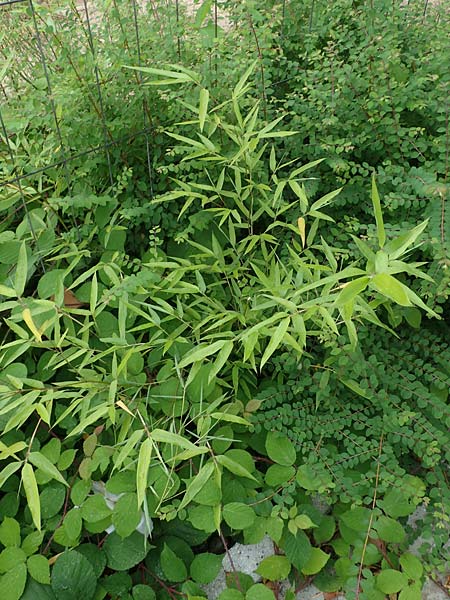 Phyllostachys bambusoides \ Gro&szlig;er Holz-Bambus / Giant Timber Bamboo, D Bochum 9.8.2021