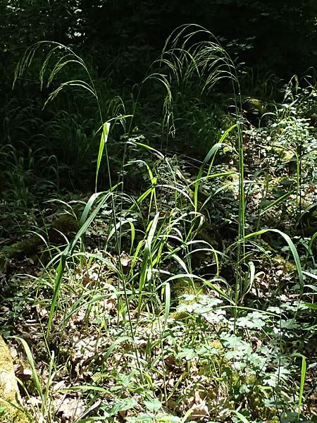 Bromus benekenii \ Raue Wald-Trespe, Benekens Wald-Trespe / Beneken's Brome, D Eiersheim 31.5.2025