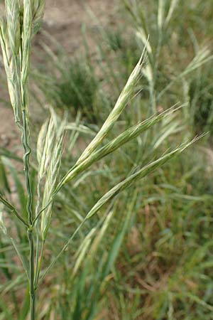 Bromus carinatus \ Gekielte Trespe, Platt�hren-Trespe / Mountain Brome, California Brome, D Weinheim an der Bergstra&szlig;e 15.6.2015