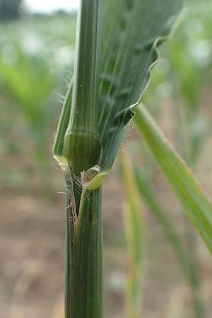 Bromus carinatus \ Gekielte Trespe, Platt�hren-Trespe / Mountain Brome, California Brome, D Weinheim an der Bergstra&szlig;e 15.6.2015