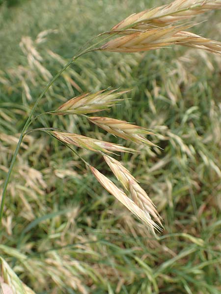 Bromus catharticus \ Purgier-Trespe, Pampas-Trespe / Rescue Brome, D Weinheim an der Bergstra&szlig;e 15.6.2015