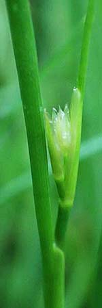 Juncus articulatus \ Glieder-Binse, Glanzfr�chtige Binse / Jointlead Rush, D Schwarzwald/Black-Forest, Alpirsbach 9.6.2016