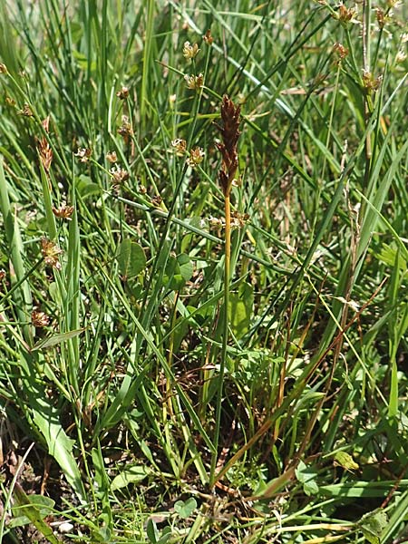 Blysmus compressus \ Platthalm-Quellried, Zusammengedr�ckte Quellbinse / Flat-Sedge, D Pfronten 28.6.2016