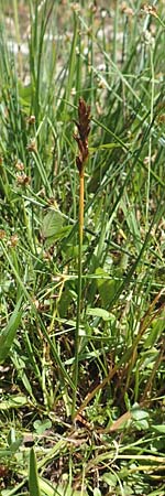 Blysmus compressus \ Platthalm-Quellried, Zusammengedr�ckte Quellbinse / Flat-Sedge, D Pfronten 28.6.2016