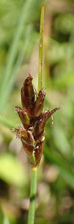 Blysmus compressus \ Platthalm-Quellried, Zusammengedr�ckte Quellbinse / Flat-Sedge, D Pfronten 28.6.2016
