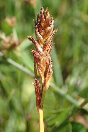 Blysmus compressus \ Platthalm-Quellried, Zusammengedr�ckte Quellbinse / Flat-Sedge, D Pfronten 28.6.2016