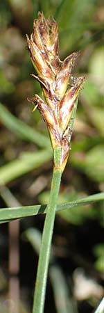 Blysmus compressus \ Platthalm-Quellried, Zusammengedr�ckte Quellbinse / Flat-Sedge, D Pfronten 28.6.2016