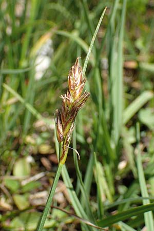 Blysmus compressus \ Platthalm-Quellried, Zusammengedr�ckte Quellbinse / Flat-Sedge, D Pfronten 28.6.2016