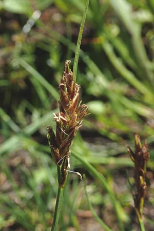 Blysmus compressus \ Platthalm-Quellried, Zusammengedr�ckte Quellbinse / Flat-Sedge, D Pfronten 28.6.2016