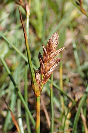 Blysmus compressus \ Platthalm-Quellried, Zusammengedr�ckte Quellbinse / Flat-Sedge, D Pfronten 28.6.2016