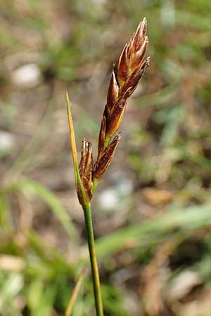 Blysmus compressus \ Platthalm-Quellried, Zusammengedr�ckte Quellbinse / Flat-Sedge, D Pfronten 28.6.2016