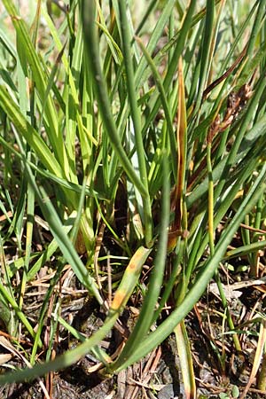 Blysmus compressus \ Platthalm-Quellried, Zusammengedr�ckte Quellbinse / Flat-Sedge, D Pfronten 28.6.2016