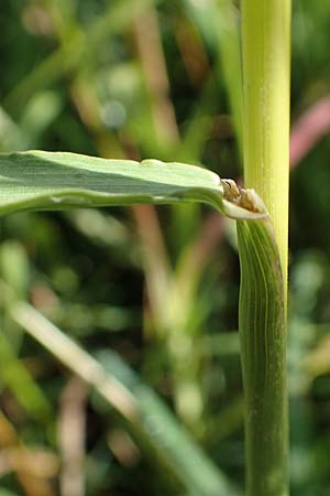 Bromus inermis \ Grannenlose Trespe / Hungarian Brome, D Heidelberg 12.7.2017