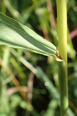 Bromus inermis \ Grannenlose Trespe / Hungarian Brome, D Heidelberg 12.7.2017