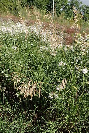 Bromus inermis \ Grannenlose Trespe / Hungarian Brome, D Heidelberg 12.7.2017