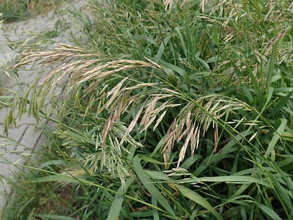 Bromus inermis \ Grannenlose Trespe / Hungarian Brome, D Heidelberg 2.6.2018