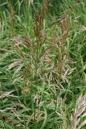Bromus inermis \ Grannenlose Trespe / Hungarian Brome, D Heidelberg 2.6.2018