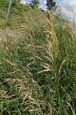 Bromus inermis \ Grannenlose Trespe / Hungarian Brome, D Heidelberg 2.6.2018