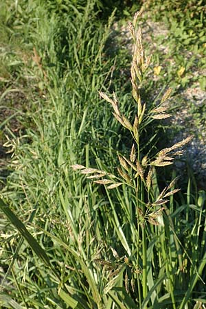 Festuca arundinacea \ Rohr-Schwingel / Tall Fescue, D Weinheim an der Bergstra&szlig;e 30.9.2018