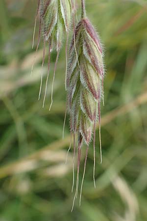 Bromus hordeaceus agg. \ Weiche Trespe / Soft Brome, D M&uuml;nzenberg 22.6.2019