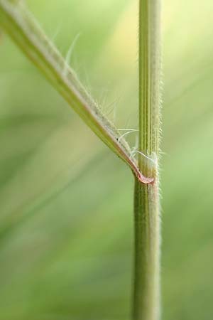 Bromus hordeaceus agg. \ Weiche Trespe / Soft Brome, D M&uuml;nzenberg 22.6.2019