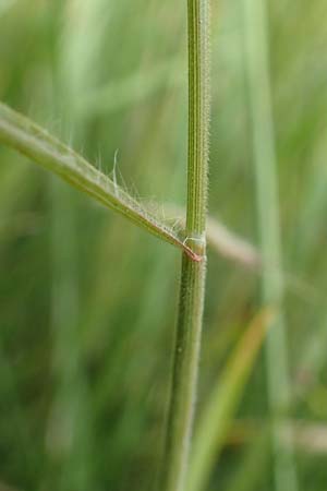Bromus hordeaceus agg. \ Weiche Trespe / Soft Brome, D M&uuml;nzenberg 22.6.2019