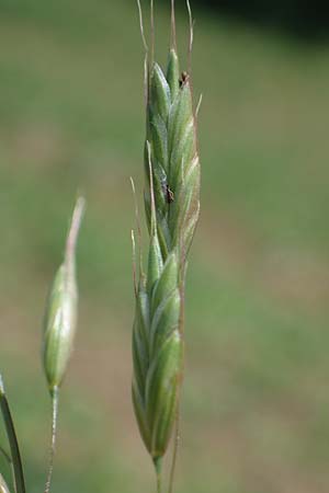 Bromus commutatus \ Wiesen-Trespe, Verwechselte Trespe / Meadow Brome, D Hardheim 28.5.2022
