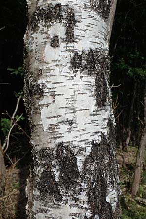 Betula pubescens \ Moor-Birke, Flaum-Birke / Downy Birch, D Eifel, Blankenheim 19.6.2022
