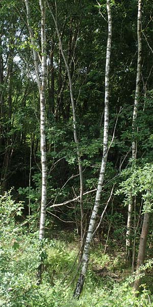 Betula pubescens \ Moor-Birke, Flaum-Birke / Downy Birch, D Eifel, Blankenheim 19.6.2022