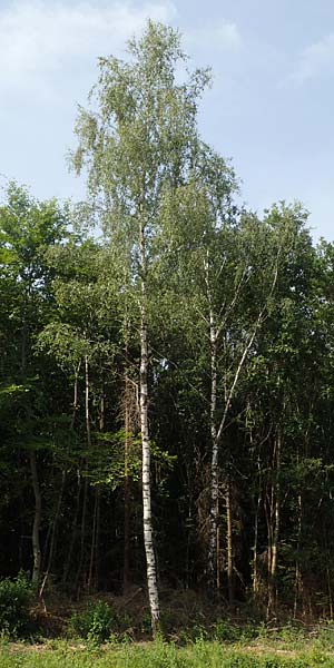 Betula pubescens \ Moor-Birke, Flaum-Birke / Downy Birch, D Eifel, Blankenheim 19.6.2022