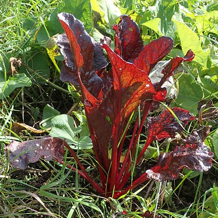 Beta vulgaris subsp. cicla \ Mangold / Leaf Beet, Spinach Beet, D R&ouml;merberg 6.10.2022