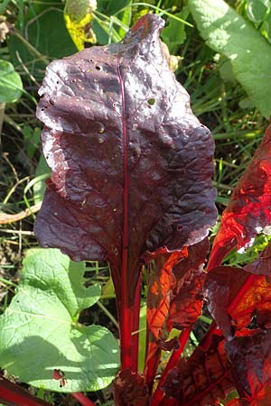 Beta vulgaris subsp. cicla \ Mangold / Leaf Beet, Spinach Beet, D R&ouml;merberg 6.10.2022
