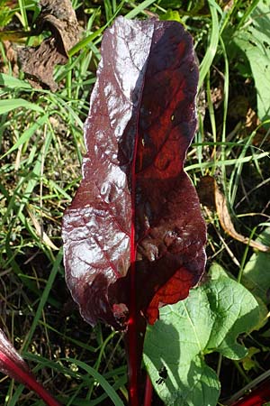 Beta vulgaris subsp. cicla \ Mangold / Leaf Beet, Spinach Beet, D R&ouml;merberg 6.10.2022