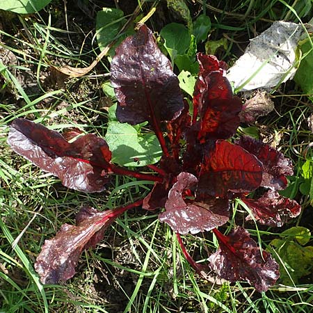 Beta vulgaris subsp. cicla \ Mangold / Leaf Beet, Spinach Beet, D R&ouml;merberg 6.10.2022