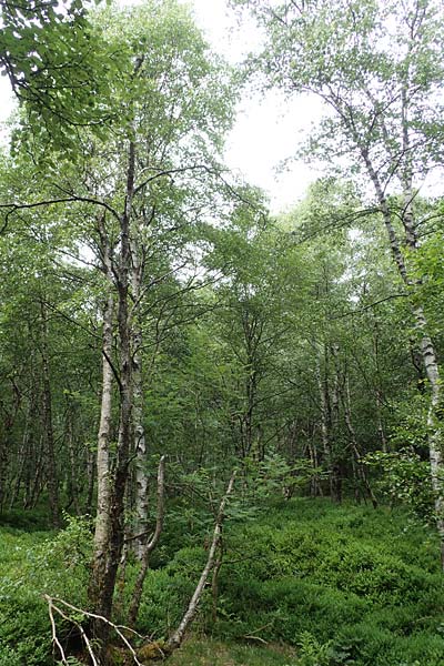 Betula carpatica \ Karpaten-Birke / Carpathian Birch, D Rh&ouml;n, Rotes Moor 21.6.2023