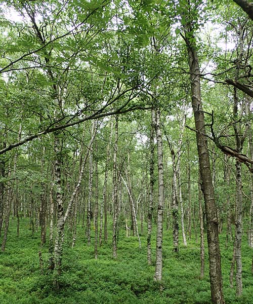 Betula carpatica \ Karpaten-Birke / Carpathian Birch, D Rh&ouml;n, Rotes Moor 21.6.2023